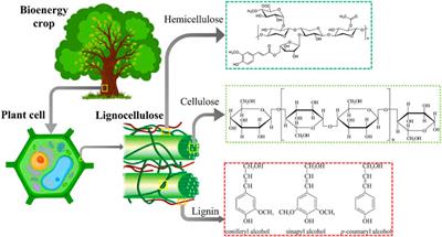 The Expansion of Lignocellulose Biomass Conversion Into Bioenergy via Nanobiotechnology